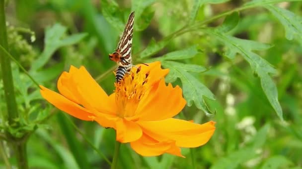 Kral Kelebeği Uçuyor Sarı Çiçekleri Tozlaştırırken Aynı Zamanda Nektar Içiyor — Stok video