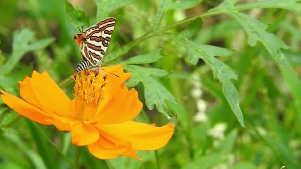 Mariposa Monarca Volando Polinizando Flores Amarillas Mientras Bebe Néctar Primer — Vídeo de stock