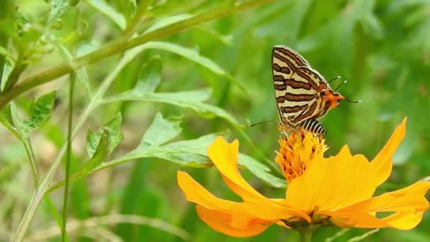 蜜を飲みながら黄色の花を飛んで受粉するモナーク蝶黄色の花に一般的な青の蝶の映画を閉じます ラテン語名はPolyommatus ゆっくりとした動きの美しい青い絹のモーフチョウの羽を開く上のデイジー — ストック動画