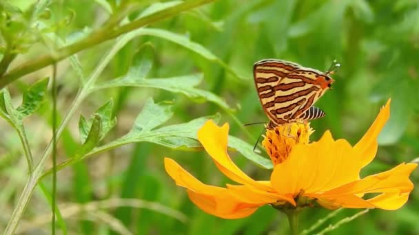Mariposa Monarca Volando Polinizando Flores Amarillas Mientras Bebe Néctar Primer — Vídeo de stock