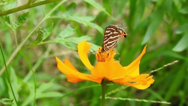 蜜を飲みながら黄色の花を飛んで受粉するモナーク蝶黄色の花に一般的な青の蝶の映画を閉じます ラテン語名はPolyommatus ゆっくりとした動きの美しい青い絹のモーフチョウの羽を開く上のデイジー — ストック動画