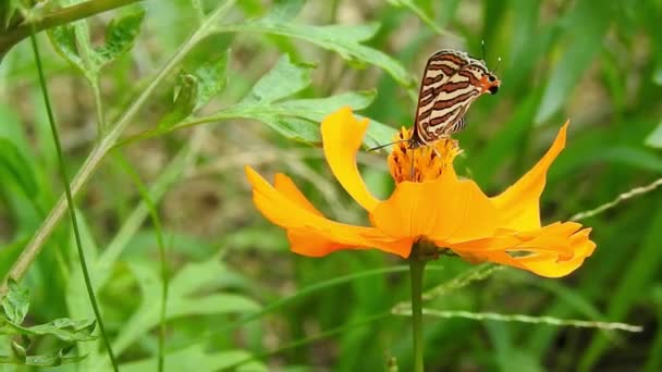 Mariposa Monarca Volando Polinizando Flores Amarillas Mientras Bebe Néctar Primer — Vídeos de Stock