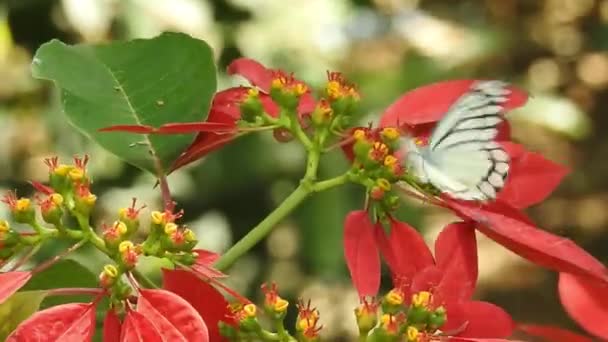 帝王蝶在喝花蜜的同时 在黄花上为黄花放飞和授粉 他的拉丁文名字叫Polyommatus 雏菊上美丽的蓝丝蝴蝶张开翅膀的慢动作 — 图库视频影像