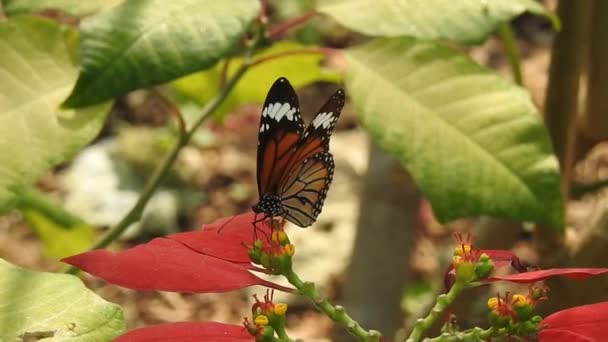 Monarcha Motyl Latający Zapylający Żółte Kwiaty Podczas Picia Nektaru Zamknij — Wideo stockowe