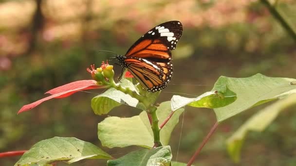 Monark Fjäril Flyger Och Pollinerar Gula Blommor Medan Dricker Nektar — Stockvideo