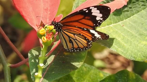 Monarcha Motyl Latający Zapylający Żółte Kwiaty Podczas Picia Nektaru Zamknij — Wideo stockowe