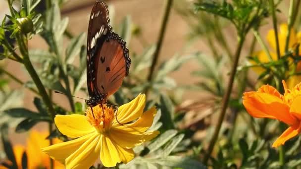 皇冠蝴蝶栖息在橙色的梅朵茶花上 背景为绿色 五彩斑斓的蝴蝶 从花朵中采蜜 宏观喷水 老虎蝴蝶 黑白相间的蝴蝶 在绿色的枝干上 与外界隔绝 — 图库视频影像