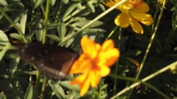 Monarchvlinder Zittend Oranje Kleur Grasboterbloem Rubiaceae Met Groene Achtergrond Kleurrijke — Stockvideo