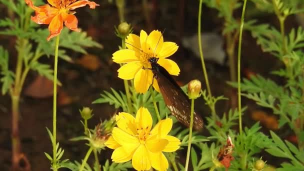 Monarch Butterfly Sitting Orange Color Meadow Buttercup Flowers Rubiaceae Green — стоковое видео