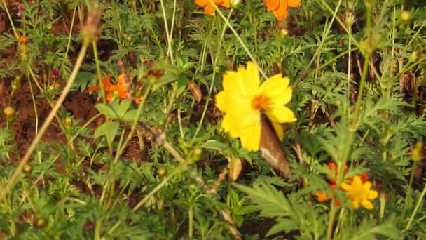 Monarch Schmetterling Sitzt Auf Orangefarbenen Meadow Butterblumen Rubiaceae Mit Grünem — Stockvideo