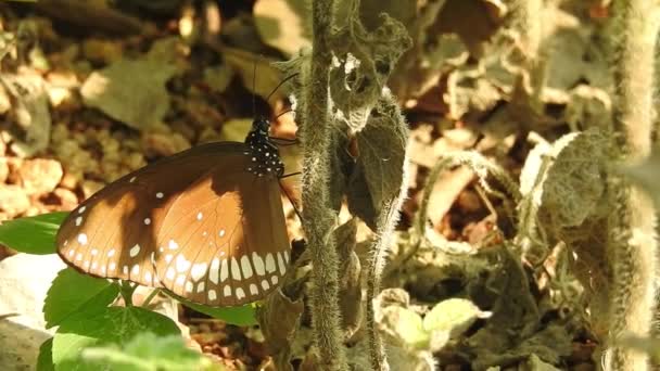 Monarch Πεταλούδα Κάθεται Πορτοκαλί Χρώμα Λιβάδι Buttercup Λουλούδια Rubiaceae Φόντο — Αρχείο Βίντεο