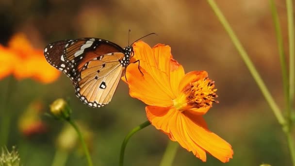 皇冠蝴蝶栖息在橙色的梅朵茶花上 背景为绿色 五彩斑斓的蝴蝶 从花朵中采蜜 宏观喷水 老虎蝴蝶 黑白相间的蝴蝶 在绿色的枝干上 与外界隔绝 — 图库视频影像