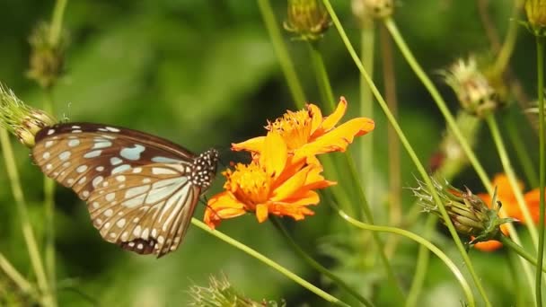 Turuncu Renkli Meadow Buttercup Çiçeklerinin Rubiaceae Üzerinde Oturan Yeşil Renkli — Stok video