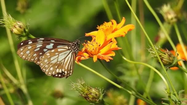 Monarch Butterfly Sitting Orange Color Meadow Buttercup Flowers Rubiaceae Green — Stock Video