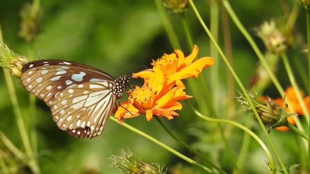 Császár Pillangó Narancssárga Színű Meadow Buttercup Virágok Rubiaceae Zöld Színű — Stock videók