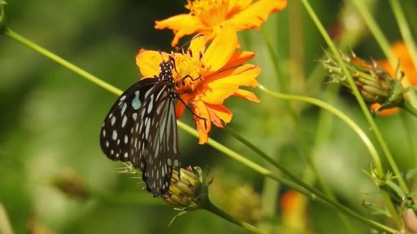 Πεταλούδα Πορτοκαλί Χρώμα Λουλούδι Λαμβάνοντας Τρόφιμα Πράσινο Φόντο Στο Δάσος — Αρχείο Βίντεο