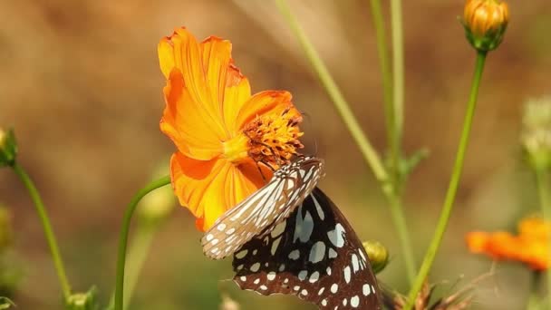 오렌지 나비는 배경을 가지고 먹이를 먹는다 나비는 일반적으로 노란색 식물인 — 비디오