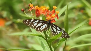 Turuncu renkli çiçekte kelebek ormanda yeşil arka planda yiyecek alıyor. Kelebek kaplanı sarı tropik çiçekli bitkinin hortumlarıyla tatlı emiyor, yavaş çekim HD videosu. Kelebek kral kelebeği turuncu renkli çayırda oturuyor. 