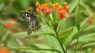 Turuncu renkli çiçekte kelebek ormanda yeşil arka planda yiyecek alıyor. Kelebek kaplanı sarı tropik çiçekli bitkinin hortumlarıyla tatlı emiyor, yavaş çekim HD videosu. Kelebek kral kelebeği turuncu renkli çayırda oturuyor. 