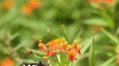 Turuncu renkli çiçekte kelebek ormanda yeşil arka planda yiyecek alıyor. Kelebek kaplanı sarı tropik çiçekli bitkinin hortumlarıyla tatlı emiyor, yavaş çekim HD videosu. Kelebek kral kelebeği turuncu renkli çayırda oturuyor. 