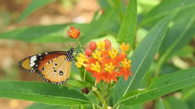 Turuncu renkli Meadow Buttercup çiçeklerinin (Rubiaceae) üzerinde oturan yeşil renkli kral kelebeği. Renkli kelebek çiçeklerden nektar içer, makro çekim yakın çekim, kaplan Kelebek Siyah ve Beyaz Kelebek izole edilmiş yeşil saplı 