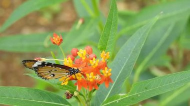 Turuncu renkli Meadow Buttercup çiçeklerinin (Rubiaceae) üzerinde oturan yeşil renkli kral kelebeği. Renkli kelebek çiçeklerden nektar içer, makro çekim yakın çekim, kaplan Kelebek Siyah ve Beyaz Kelebek izole edilmiş yeşil saplı 