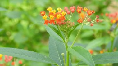 Turuncu renkli Meadow Buttercup çiçeklerinin (Rubiaceae) üzerinde oturan yeşil renkli kral kelebeği. Renkli kelebek çiçeklerden nektar içer, makro çekim yakın çekim, kaplan Kelebek Siyah ve Beyaz Kelebek izole edilmiş yeşil saplı 