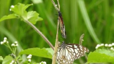 Turuncu renkli Meadow Buttercup çiçeklerinin (Rubiaceae) üzerinde oturan yeşil renkli kral kelebeği. Renkli kelebek çiçeklerden nektar içer, makro çekim yakın çekim, kaplan Kelebek Siyah ve Beyaz Kelebek izole edilmiş yeşil saplı 