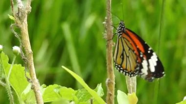 Turuncu renkli Meadow Buttercup çiçeklerinin (Rubiaceae) üzerinde oturan yeşil renkli kral kelebeği. Renkli kelebek çiçeklerden nektar içer, makro çekim yakın çekim, kaplan Kelebek Siyah ve Beyaz Kelebek izole edilmiş yeşil saplı 