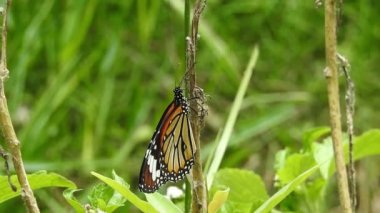Turuncu renkli Meadow Buttercup çiçeklerinin (Rubiaceae) üzerinde oturan yeşil renkli kral kelebeği. Renkli kelebek çiçeklerden nektar içer, makro çekim yakın çekim, kaplan Kelebek Siyah ve Beyaz Kelebek izole edilmiş yeşil saplı 