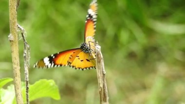 Turuncu renkli Meadow Buttercup çiçeklerinin (Rubiaceae) üzerinde oturan yeşil renkli kral kelebeği. Renkli kelebek çiçeklerden nektar içer, makro çekim yakın çekim, kaplan Kelebek Siyah ve Beyaz Kelebek izole edilmiş yeşil saplı 
