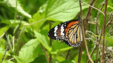 Turuncu renkli Meadow Buttercup çiçeklerinin (Rubiaceae) üzerinde oturan yeşil renkli kral kelebeği. Renkli kelebek çiçeklerden nektar içer, makro çekim yakın çekim, kaplan Kelebek Siyah ve Beyaz Kelebek izole edilmiş yeşil saplı 