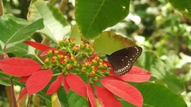 Turuncu renkli Meadow Buttercup çiçeklerinin (Rubiaceae) üzerinde oturan yeşil renkli kral kelebeği. Renkli kelebek çiçeklerden nektar içer, makro çekim yakın çekim, kaplan Kelebek Siyah ve Beyaz Kelebek izole edilmiş yeşil saplı 