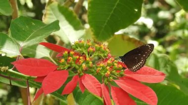 Turuncu renkli Meadow Buttercup çiçeklerinin (Rubiaceae) üzerinde oturan yeşil renkli kral kelebeği. Renkli kelebek çiçeklerden nektar içer, makro çekim yakın çekim, kaplan Kelebek Siyah ve Beyaz Kelebek izole edilmiş yeşil saplı 