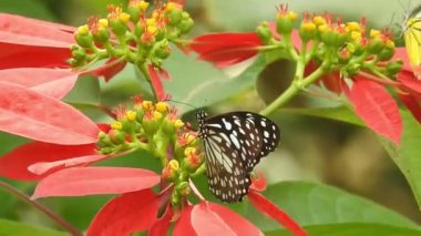 Gri arka planda, üzerinde kopya alanı olan papatya çiçeğinin kanatlarını açan güzel mavi ipek morpho kelebeğinin yavaş hareketi. Tropik egzotik kral kelebeği kırmızı çiçeklerle besleniyor. Bahar cenneti, yemyeşil doğal arka plan. Kelebek 