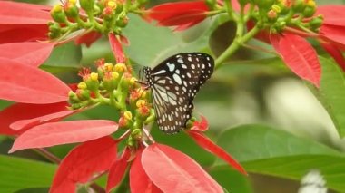 Gri arka planda, üzerinde kopya alanı olan papatya çiçeğinin kanatlarını açan güzel mavi ipek morpho kelebeğinin yavaş hareketi. Tropik egzotik kral kelebeği kırmızı çiçeklerle besleniyor. Bahar cenneti, yemyeşil doğal arka plan. Kelebek 