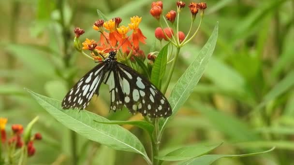 Turuncu Renkli Çiçekte Kelebek Ormanda Yeşil Arka Planda Yiyecek Alıyor — Stok video