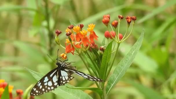 Метелик Помаранчевій Квітці Бере Їжу Зеленим Фоном Лісі Метелик Звичайний — стокове відео
