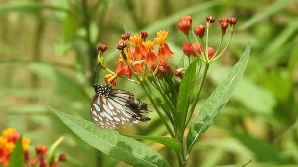 Schmetterling Auf Orangefarbener Blume Die Nahrung Mit Grünem Hintergrund Wald — Stockvideo