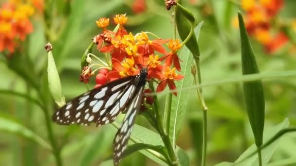 Motyl Pomarańczowy Kwiat Biorąc Jedzenie Zielonym Tle Lesie Motyl Tygrys — Wideo stockowe