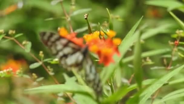Motyl Pomarańczowy Kwiat Biorąc Jedzenie Zielonym Tle Lesie Motyl Tygrys — Wideo stockowe
