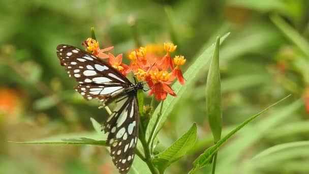 오렌지 나비는 배경을 가지고 먹이를 먹는다 나비는 일반적으로 노란색 식물인 — 비디오