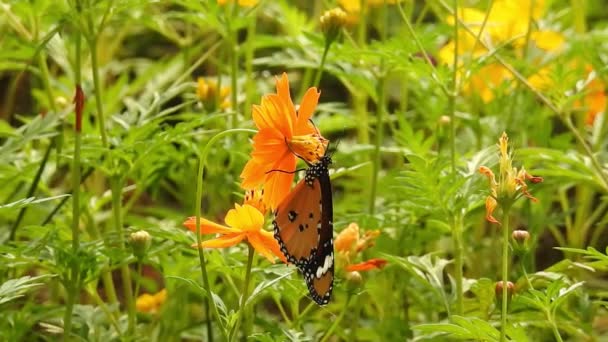 Motýl Oranžové Barvy Květiny Jídlem Zeleným Pozadím Lese Motýl Obyčejný — Stock video
