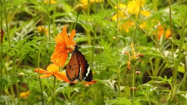 森の緑を背景に食べ物を取るオレンジの花に蝶 黄色の熱帯開花植物からのプロボシスで甘い吸う蝶の一般的なトラ スローモーションHdビデオ 蝶モナーク蝶オレンジの色に座って牧草地 — ストック動画