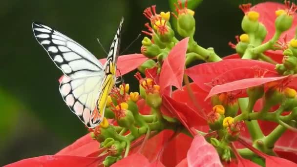 Mariposa Sobre Flor Color Naranja Tomando Comida Con Fondo Verde — Vídeos de Stock