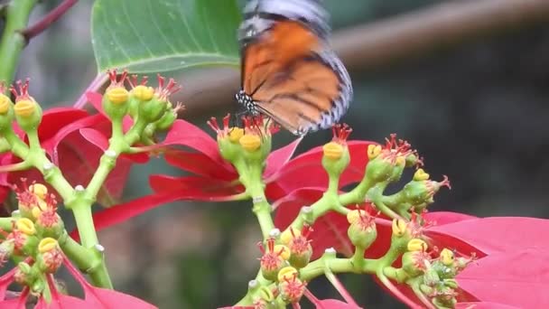 Mariposa Sobre Flor Color Naranja Tomando Comida Con Fondo Verde — Vídeo de stock