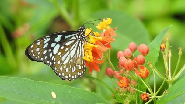 Motýl Oranžové Barvy Květiny Jídlem Zeleným Pozadím Lese Motýl Obyčejný — Stock video