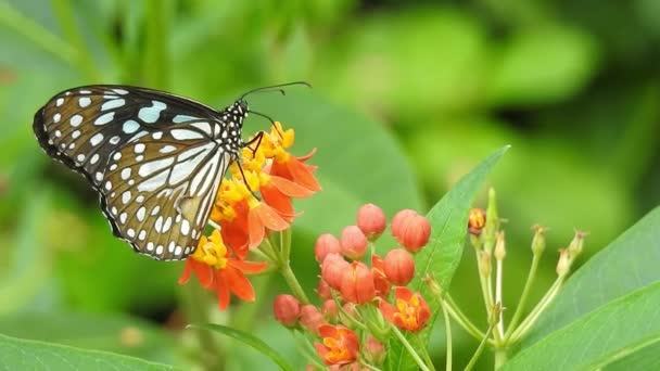Mariposa Sobre Flor Color Naranja Tomando Comida Con Fondo Verde — Vídeo de stock