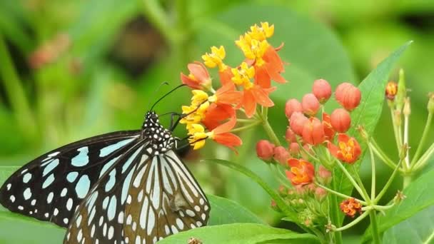 Pillangó Narancs Színű Virág Figyelembe Élelmiszer Zöld Háttér Erdőben Pillangó — Stock videók