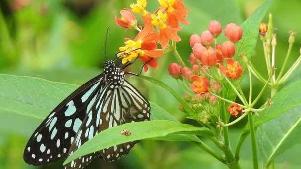 Turuncu Renkli Çiçekte Kelebek Ormanda Yeşil Arka Planda Yiyecek Alıyor — Stok video